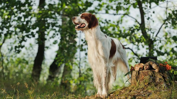 Irish Red and White Setter