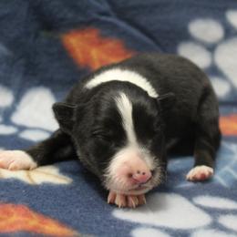 Orion - Tri-color male Border Collie puppy in Parsons, Kansas from Feathered Cactus Farm