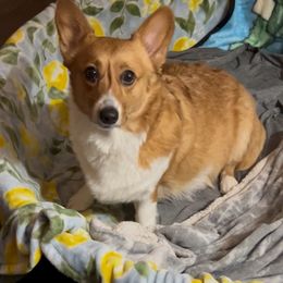 Dixie - Pembroke Welsh Corgi