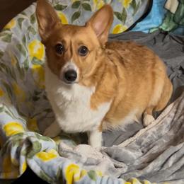 Dixie - Pembroke Welsh Corgi