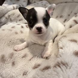 Benny - Black and white male Chihuahua puppy in New Bedford, Massachusetts from Roark Pack Chihuahua's & Pomsky's