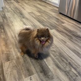 Cooper - Pomeranian