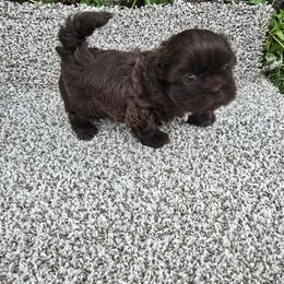 Chewy - Chocolate male Shih Tzu puppy in Newark, Ohio from Gemini Kennels