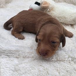 Yosef - Chocolate and tan male Dachshund puppy in Dade City, Florida from Kingpindoxies