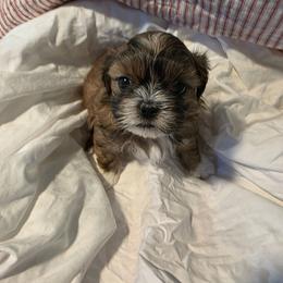 Mickey - Brindle and white male Shih Tzu puppy in Rockmart, Georgia from Sonya Garrett