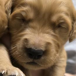 Highway - Dark golden male Golden Retriever puppy in Princeton, Minnesota from Bewitched Goldens