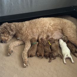 Goldendoodle puppies from Stella’s Stunning Goldendoodles of VA