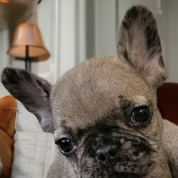 Companion Crosses and Pugs from Farmhouse Frenchies