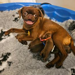 Crumpet - Brown male Brussels Griffon puppy in Welch, Minnesota from Baringer Brussels