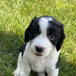 Boy 2 - male English Springer Spaniel puppy in Thompson, Connecticut from Chivalry English Springer Spaniels