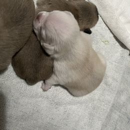 Pug Puppies from Southern Pugs