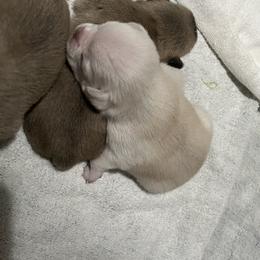 Pug Puppies from Southern Pugs
