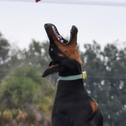 Seren - Doberman Pinscher