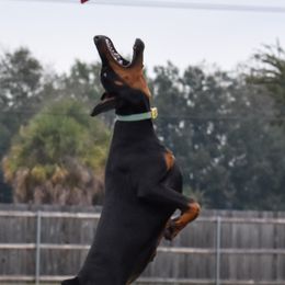 Seren - Doberman Pinscher