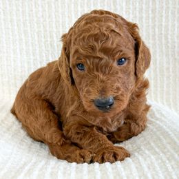 Poodle Puppies from Yellow Dog Farm