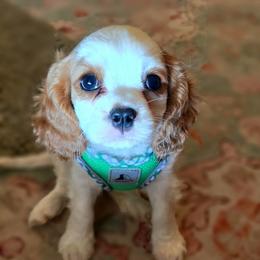 Aspen - Blenheim male Cavalier King Charles Spaniel puppy in Marshfield, Missouri from Puppyloversplace