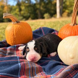 Crnaberry Sauce - Tri-color female Bernedoodle puppy in Travelers Rest, South Carolina from Bernedoodle.do