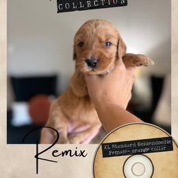 Remix - Dallas,Tx - 4,000 - Red  female Goldendoodle puppy in Garland, Texas from Twilight Doodles