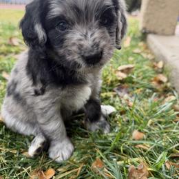 Red - Merle female Golden Aussiedoodle puppy in Chino Valley, Arizona from AZ Stickerdoodles