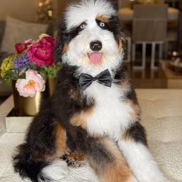Bluey - Bernedoodle