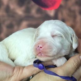 Snowflake - Parti female Goldendoodle puppy in Eugene, Oregon from Oregon's Legendary Goldendoodles