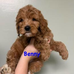 Benny The Jet Rodriguez - Red  male Goldendoodle puppy in Dayton, Tennessee from MK Goldendoodles