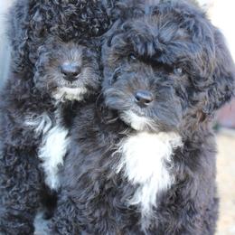 Aussiedoodle puppies from Ewing Acres