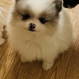 Milano - Blue merle female Pomeranian puppy in Buck Valley, Pennsylvania from Buck Valley Pomeranians