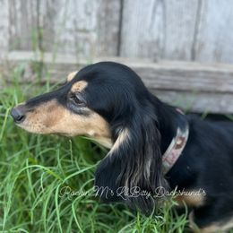 Suki - Dachshund