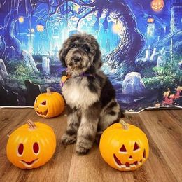 Goldendoodle and Poodle Puppies from SnickerDoodlePups