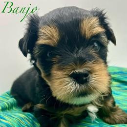 Banjo - Black and tan male Yorkshire Terrier puppy in Galesburg, Illinois from Sunny Sky Yorkies
