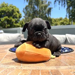 French Bulldog Puppies from Churchill Frenchies