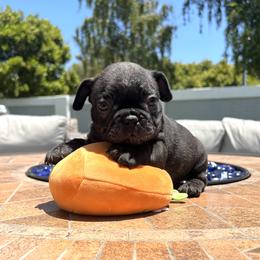 French Bulldog Puppies from Churchill Frenchies