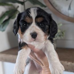 Lucy - Tri-color female Cavalier King Charles Spaniel puppy in Stevens, Pennsylvania from Jodi's Cavalier King Charles Spaniels and Cavapoos