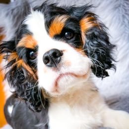 Rookie - Cavalier King Charles Spaniel