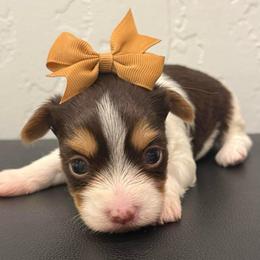 Snuggles - Parti female Yorkshire Terrier puppy in Los Angeles, California from 818 Yorkies