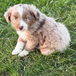 Casper - Red merle male Australian Shepherd puppy in Otis, Oregon from Heritage Hill Aussies