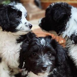 Aussiedoodles, Cavalier King Charles Spaniels, Cavapoos, and Toy Australian Shepherds from Darling Australians