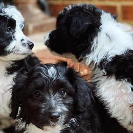 Aussiedoodles, Cavalier King Charles Spaniels, Cavapoos, and Toy Australian Shepherds from Darling Australians