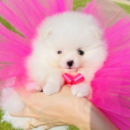 Girl 2 - White female Pomeranian puppy in Hot Springs, Arkansas from Pomeranian Empire