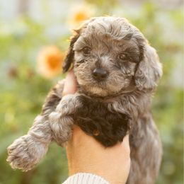 Girl 2 - Merle female Cavapoo puppy in Moses Lake, Washington from The Cav Family