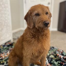 Mary - Labradoodle