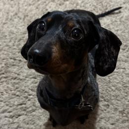 Finn - Dachshund