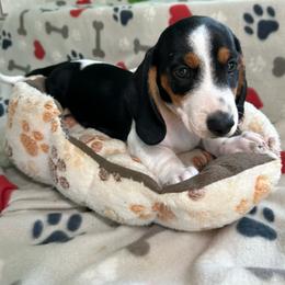 Orange - Piebald male Dachshund puppy in Cumby, Texas from Dog Daze Ranch