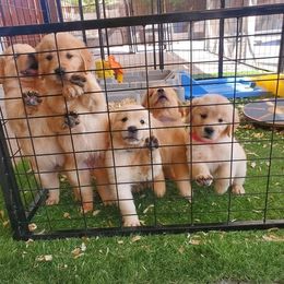 Golden Retriever Puppies from Oak Canyon Golden Retrievers