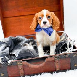 David - Blenheim male Cavalier King Charles Spaniel puppy in North Carolina from NC Doodle Puppies