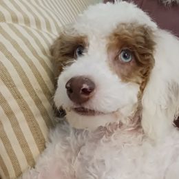 Bernedoodles from Kim Quinn's Bernedoodles