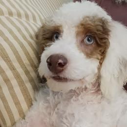 Bernedoodles from Kim Quinn's Bernedoodles