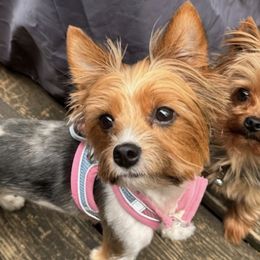 Yorkshire Terriers from Gilmore Yorkies