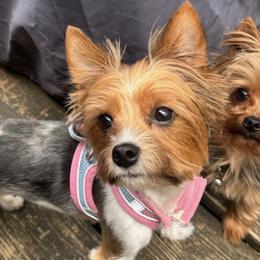 Yorkshire Terriers from Gilmore Yorkies